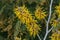 Witchhazel Hamamelis Brevipetala deep ochre-yellow crinkled flowers